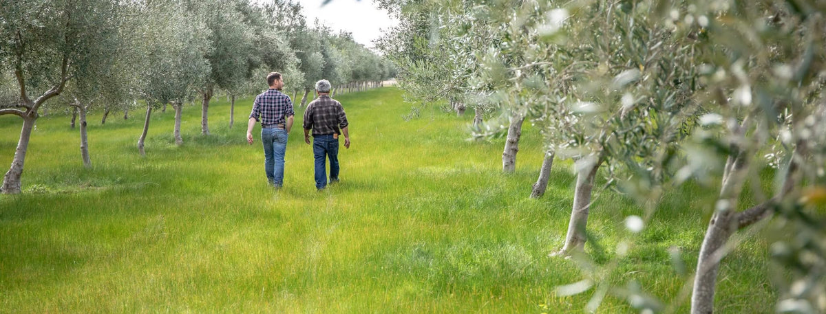 2 people walking through an olive orchard