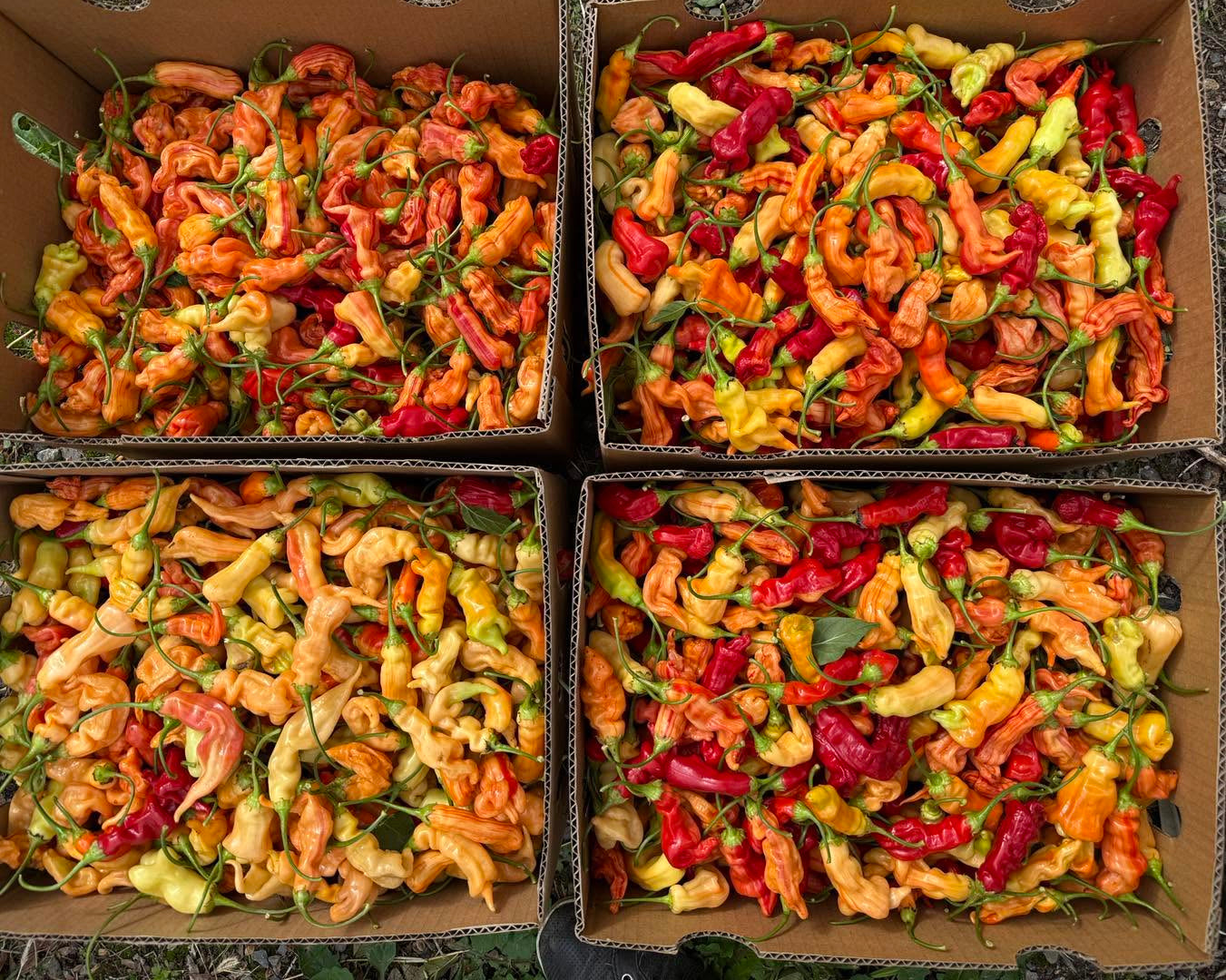Whites Valley Jalapenos