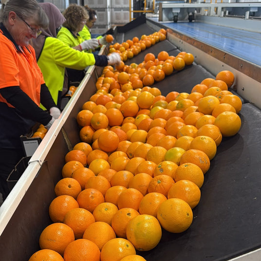 A conveyor belt filled with bright oranges in a processing facility, with workers in high-visibility orange and yellow jackets sorting them along the belt.