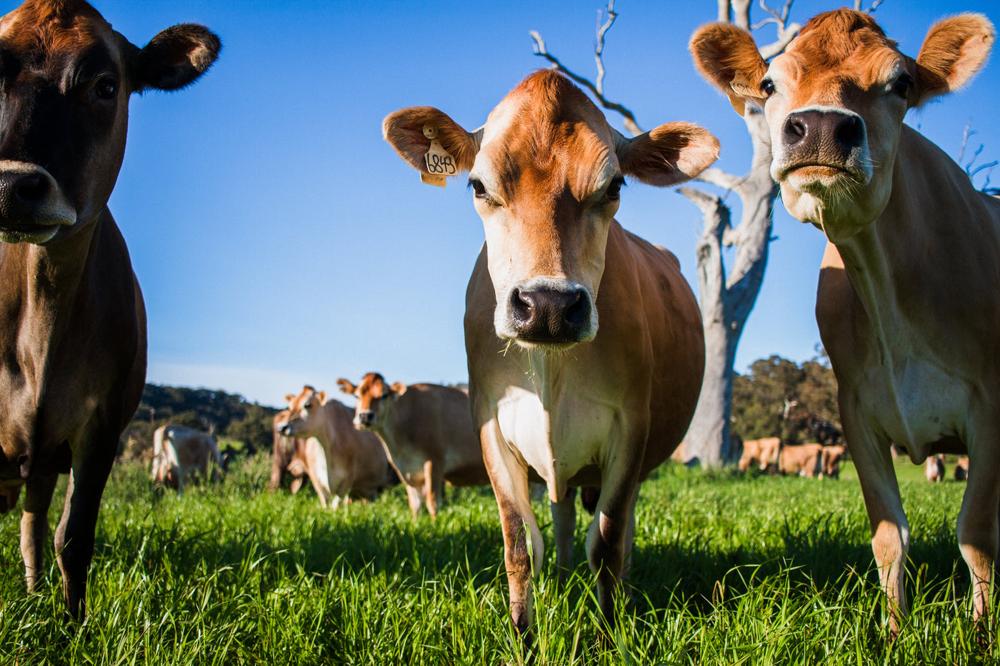 Fleurieu Milk Company